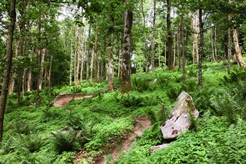 Mountainbike Region: Trailverlauf mit dem natürlichen Charakter des Hornissen-Trails - Pfenningberg