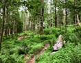 Mountainbike Region: Trailverlauf mit dem natürlichen Charakter des Hornissen-Trails - Pfenningberg